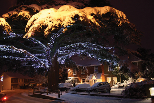 Cedar-Tree-lights